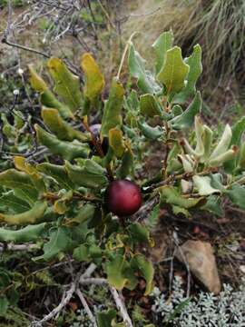 Sivun Euclea coriacea A. DC. kuva