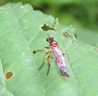 صورة Saropogon antipodus Schiner 1868