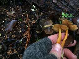 Imagem de Hygrocybe fuscoaurantiaca (G. Stev.) E. Horak 1971