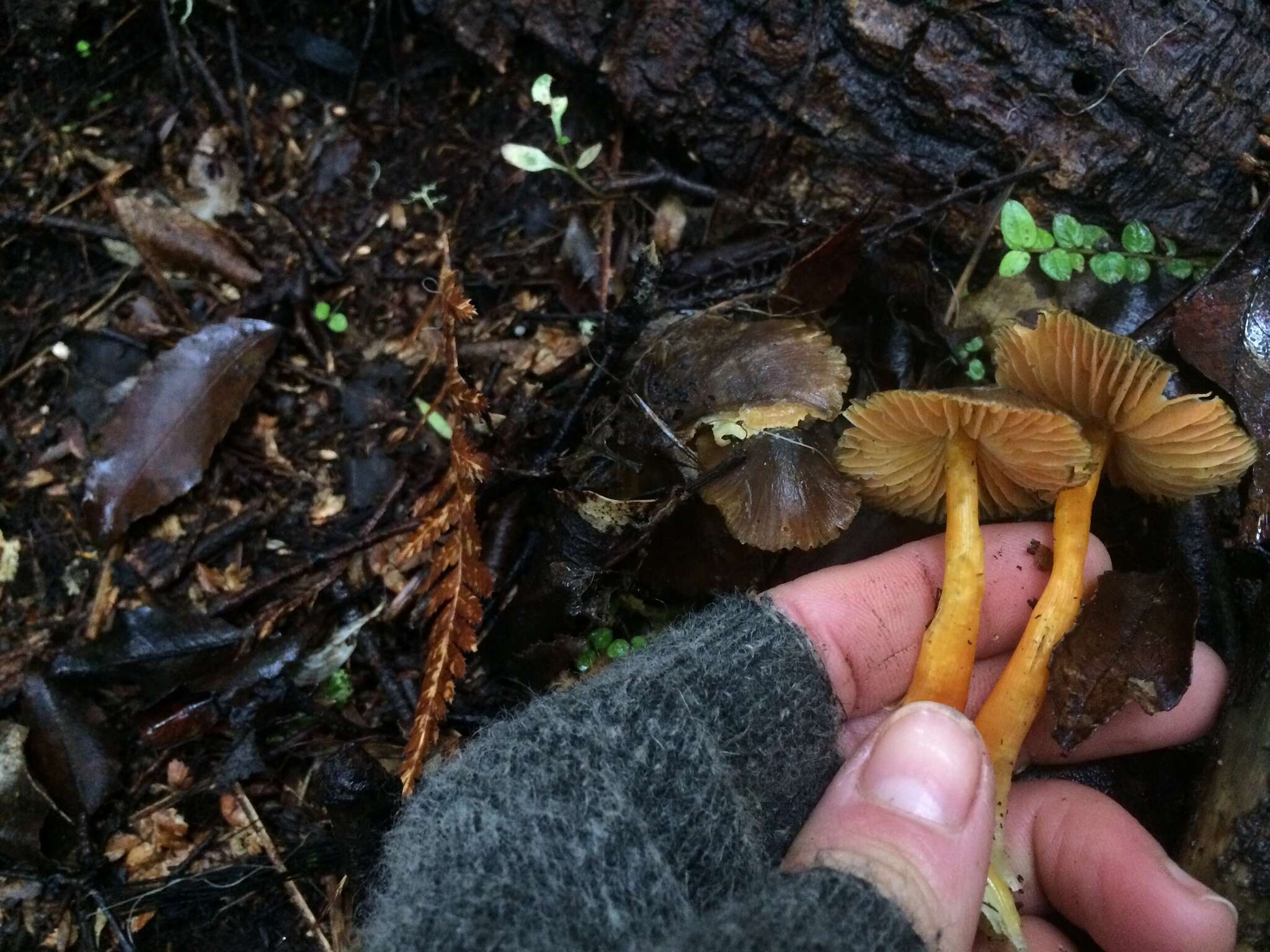 Imagem de Hygrocybe fuscoaurantiaca (G. Stev.) E. Horak 1971