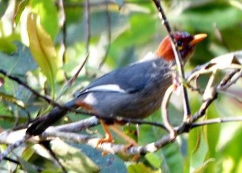 Image of Chestnut-hooded Laughingthrush