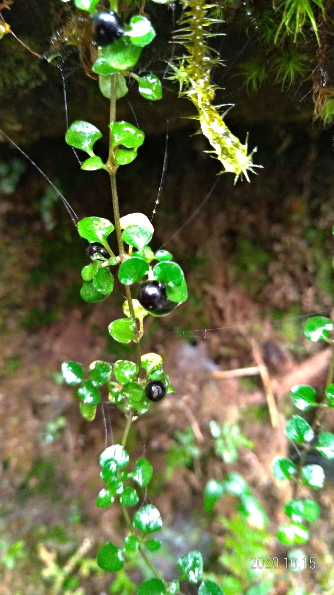 Image of Nertera nigricarpa Hayata