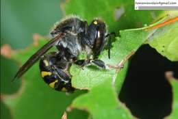 Imagem de Anthidium septemspinosum Lepeletier 1841