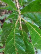 Image of Sloanea brenesii Standl.