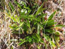 Image de Valeriana prionophylla Standl.