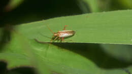 Image of Stenotus rubrovittatus (Matsumura 1913)