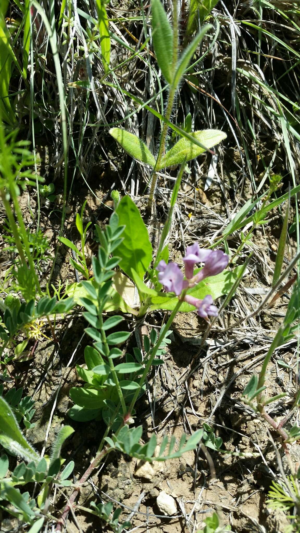 Sivun Astragalus crassicarpus Nutt. kuva