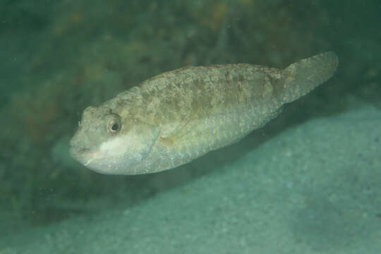 Image of Leptoscarus