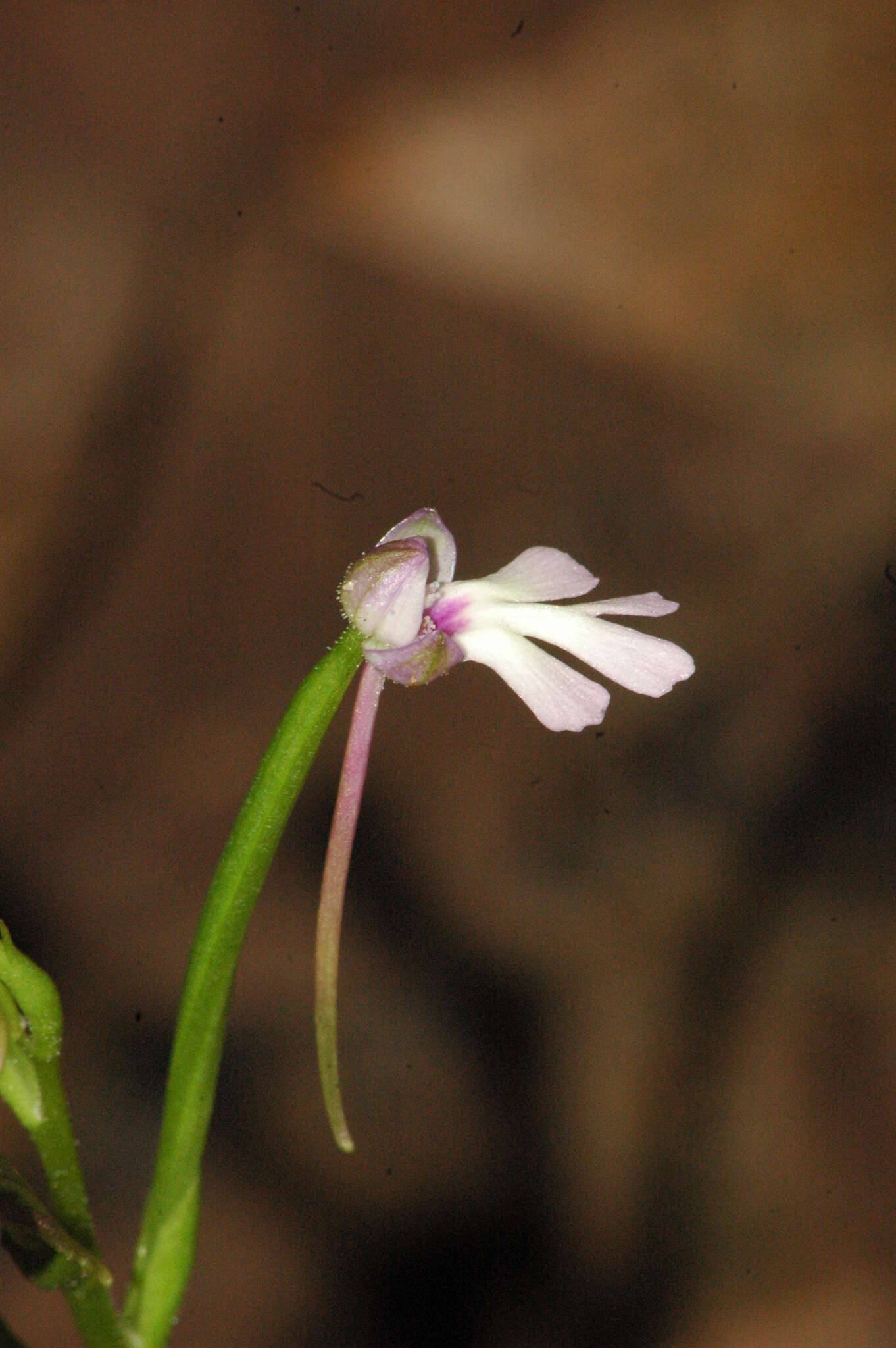 Image of Cynorkis fastigiata Thouars