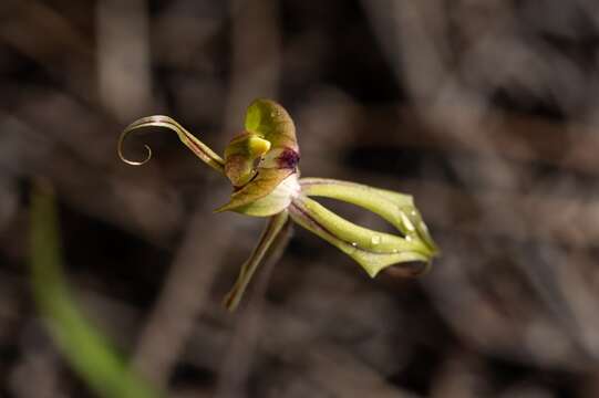 Imagem de Caladenia doutchiae O. H. Sarg.