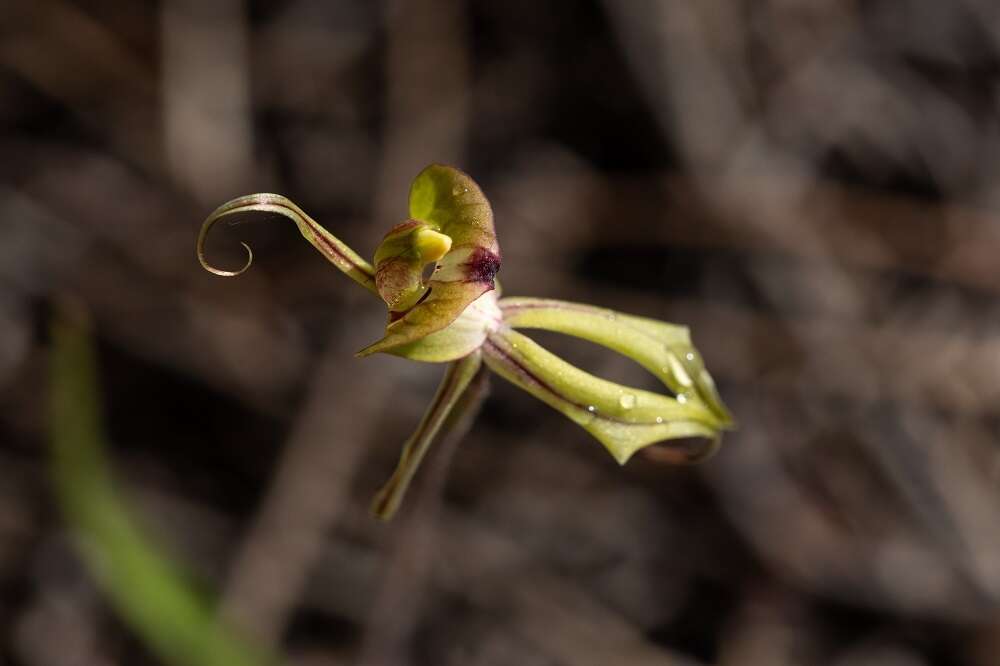 Image of Purple-veined spider orchid