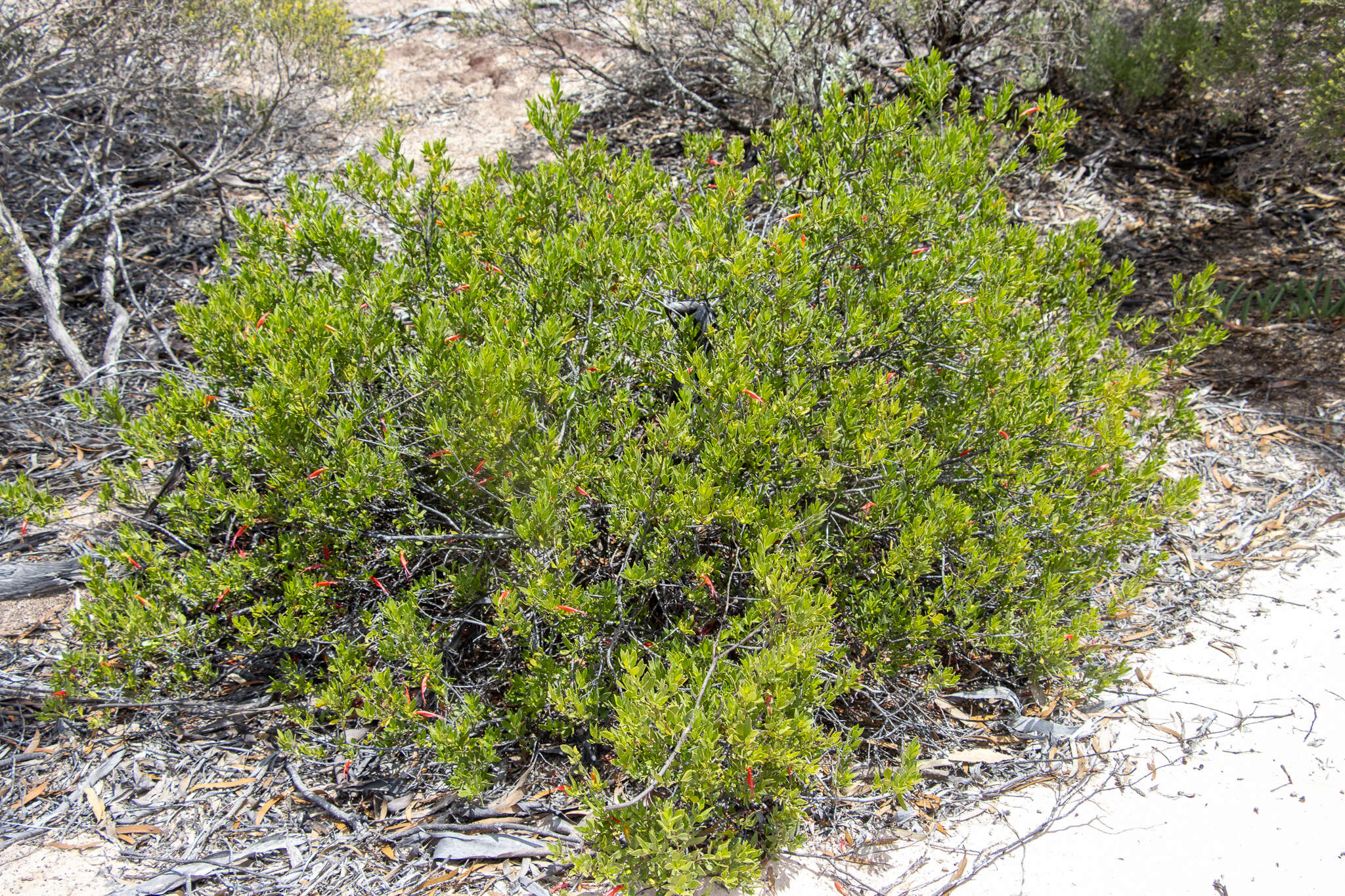 صورة Eremophila glabra subsp. glabra