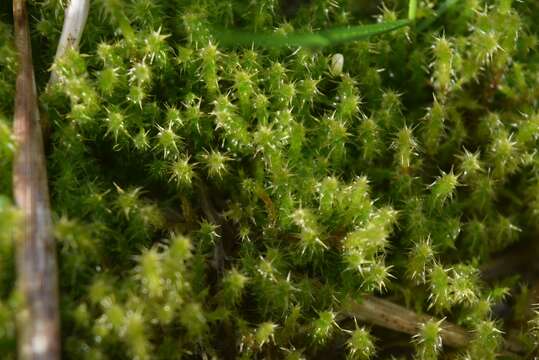 Image of square goose neck moss