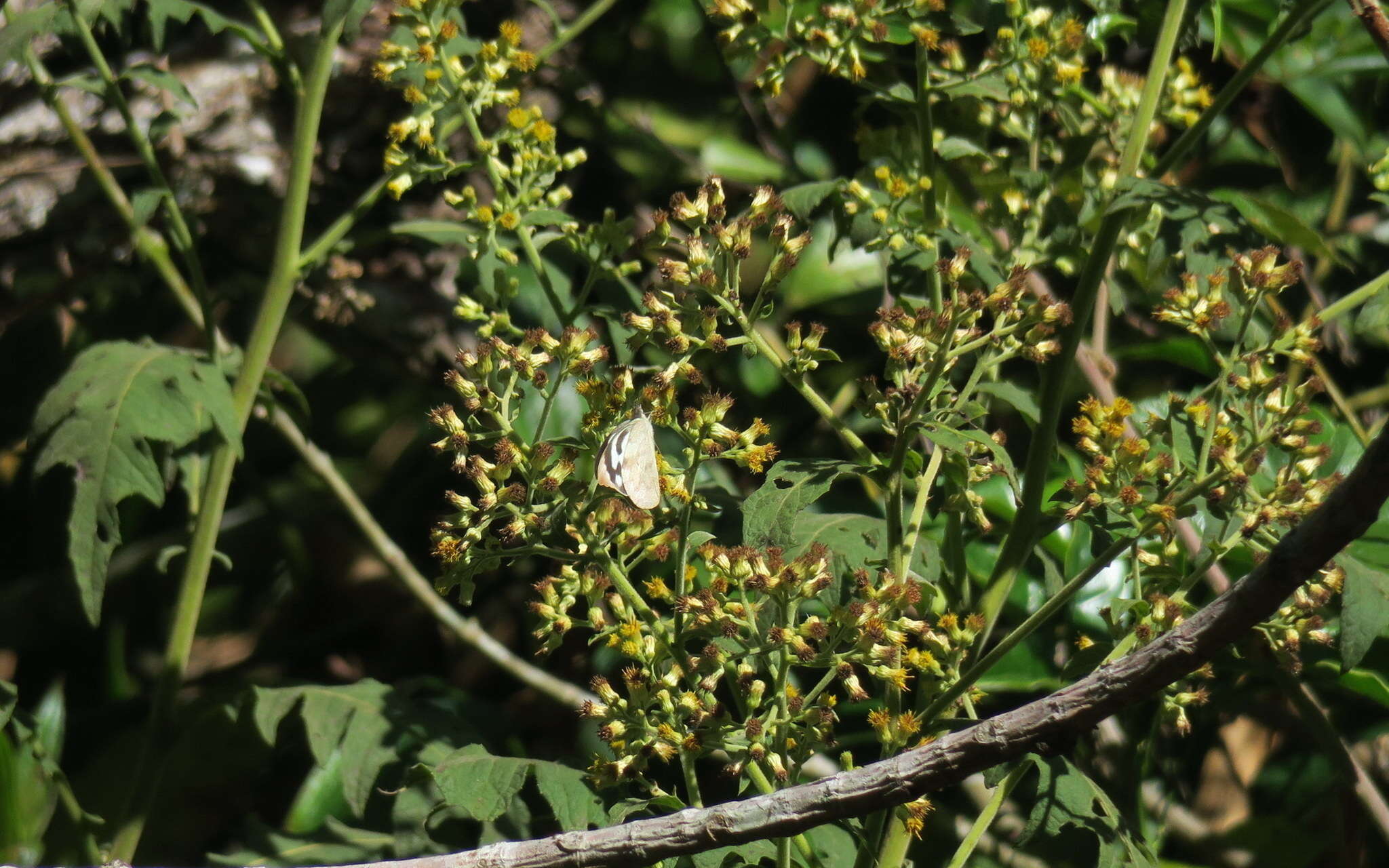 Image of Appias pandione (Geyer (1832))