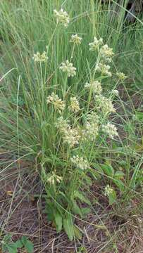 Image of Oxypetalum crispum Wight ex Hook.