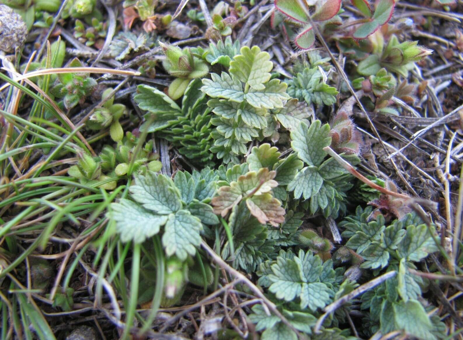 Image of Acaena buchananii Hook. fil.