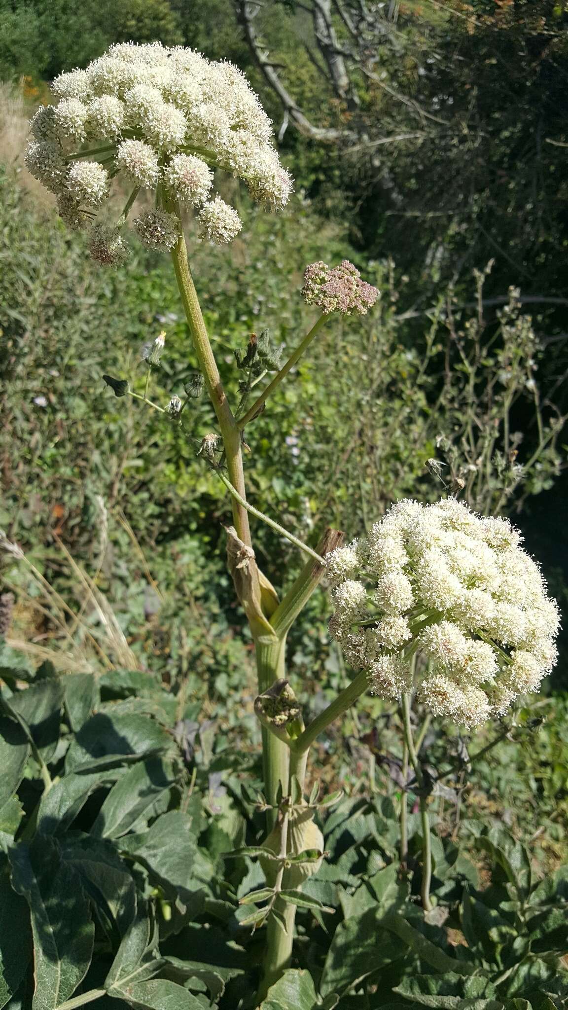 Image of Henderson's angelica