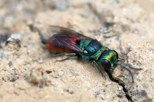 Image of <i>Pseudochrysis neglecta</i>