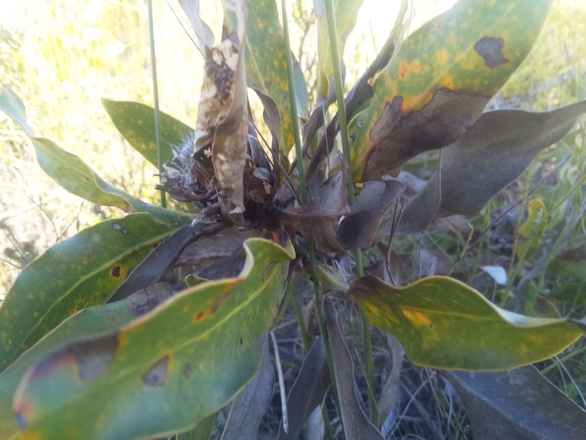 Imagem de Protea foliosa Rourke