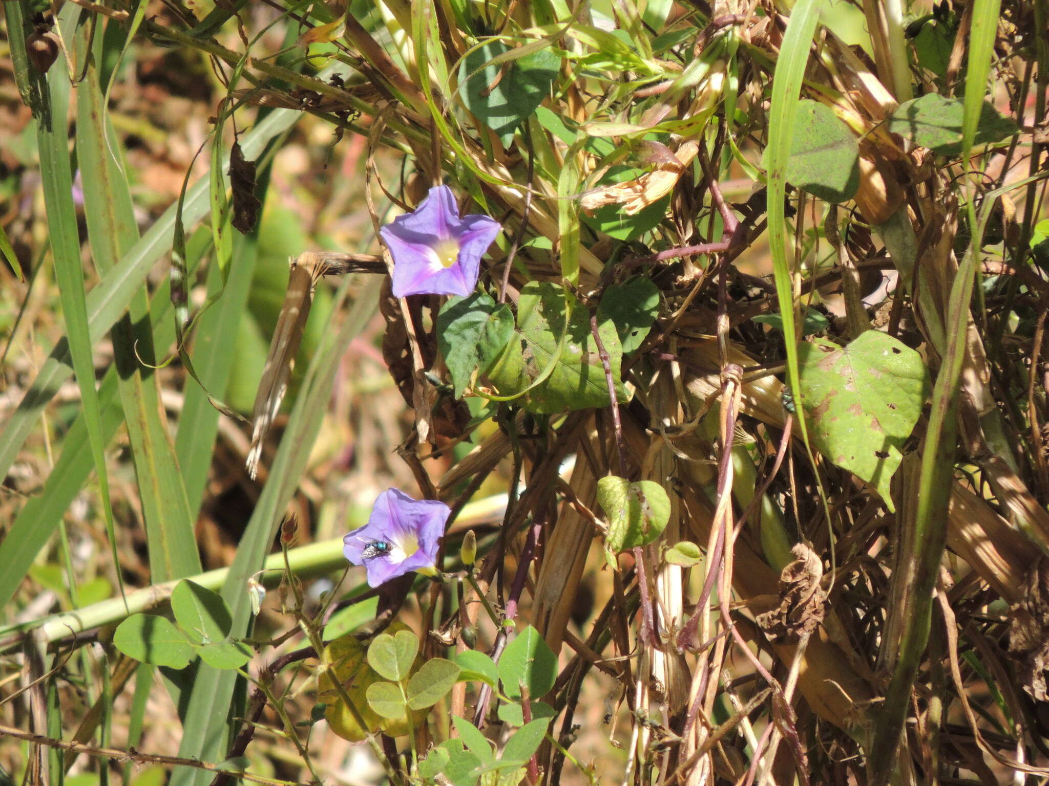 Image of Ipomoea parasitica (Kunth) G. Don