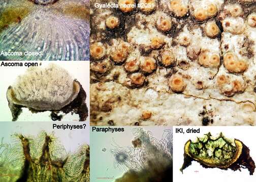 Image of Herre's dimple lichen