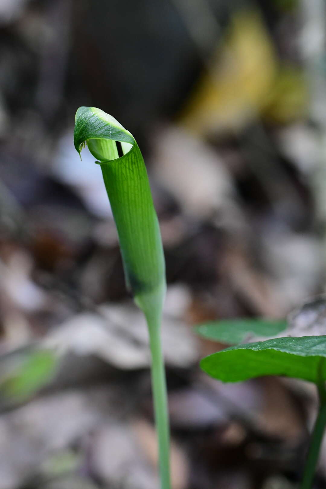 Image of Arisaema penicillatum N. E. Br.