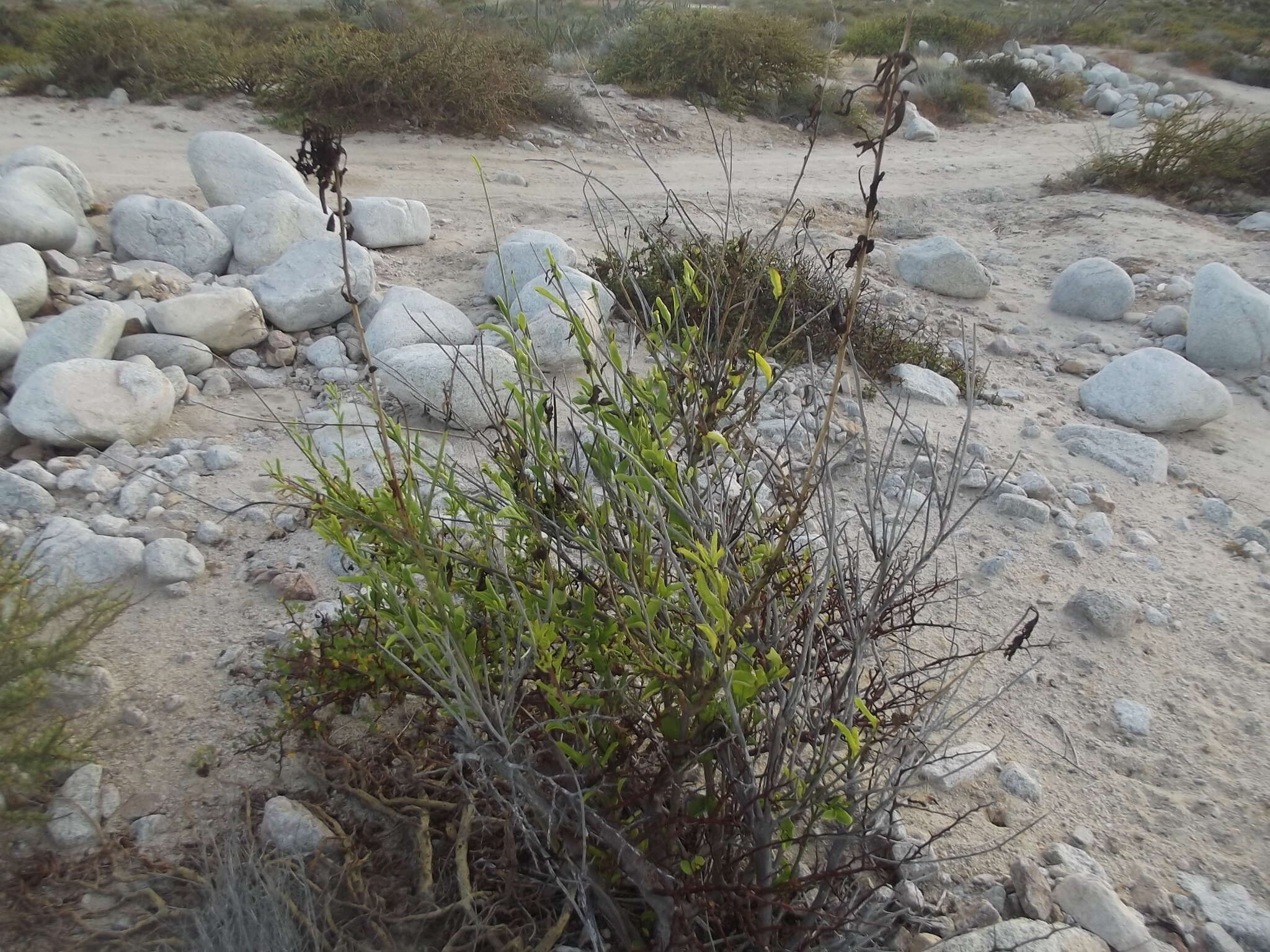 Image of Celosia floribunda A. Gray