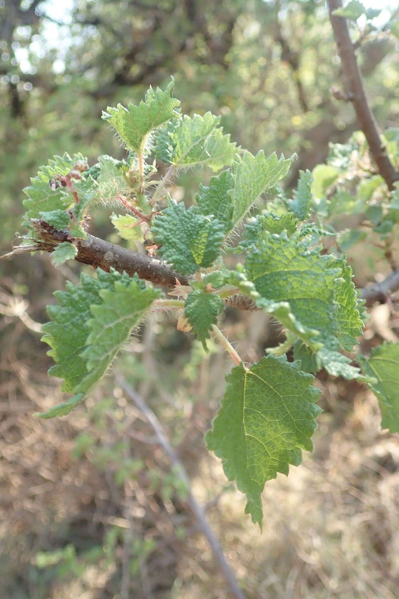 Image of Rock tree-nettle