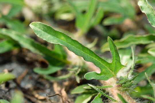 Image of Ipomoea polymorpha Roem. & Schult.