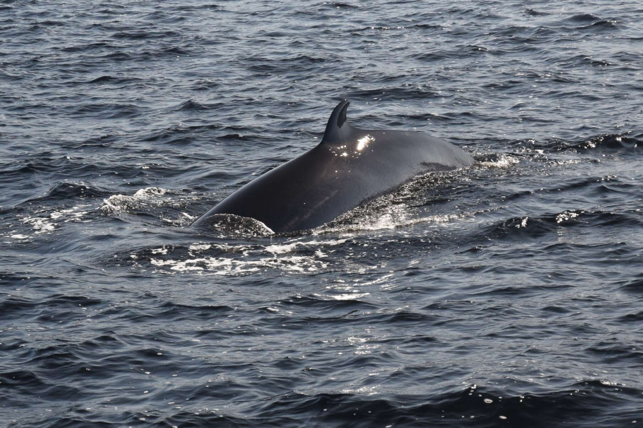 Image of minke whale
