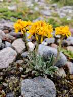 Image of Jacobaea carniolica (Willd.) Schrank