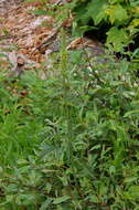 Imagem de Pedicularis bracteosa var. flavida (Pennell) Cronq.