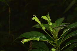 Image of Centropogon nigricans Zahlbr.
