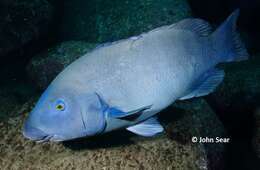 Image of blue groper