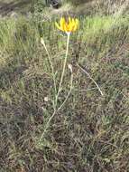 Image of common woolly sunflower