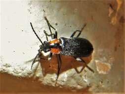 Image de <i>Rhagonycha lineola</i>