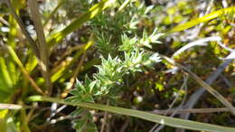 Image of Pimelea pseudolyallii Allan