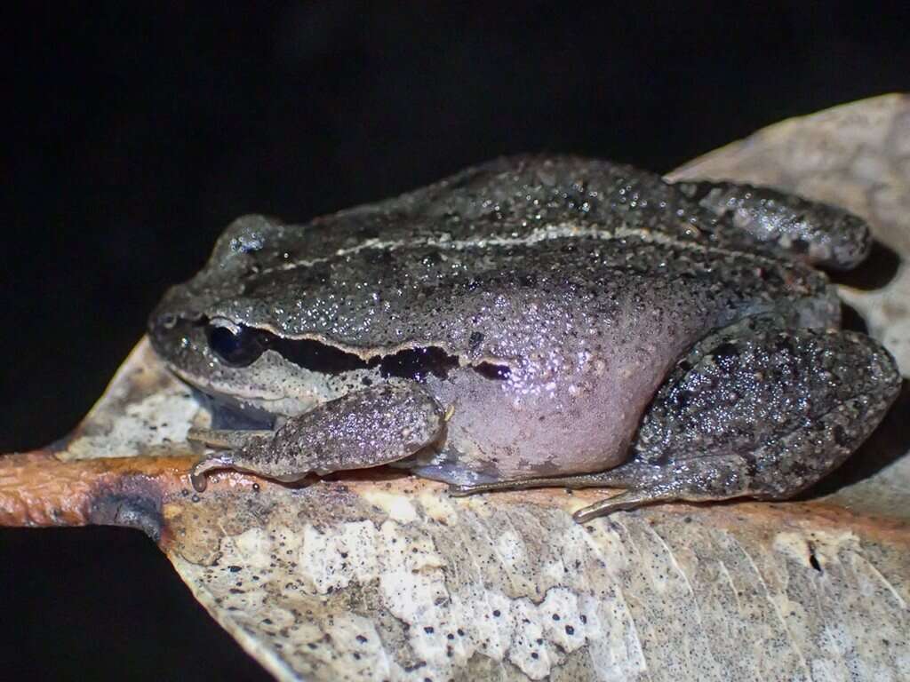 Image of Haswell’s Froglet