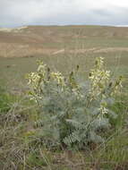 Sivun Astragalus oxyphysus A. Gray kuva