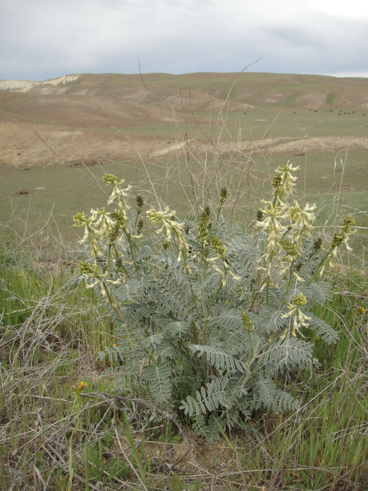 Sivun Astragalus oxyphysus A. Gray kuva