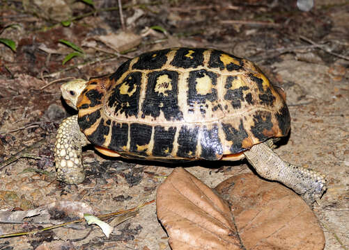 Image of Indotestudo