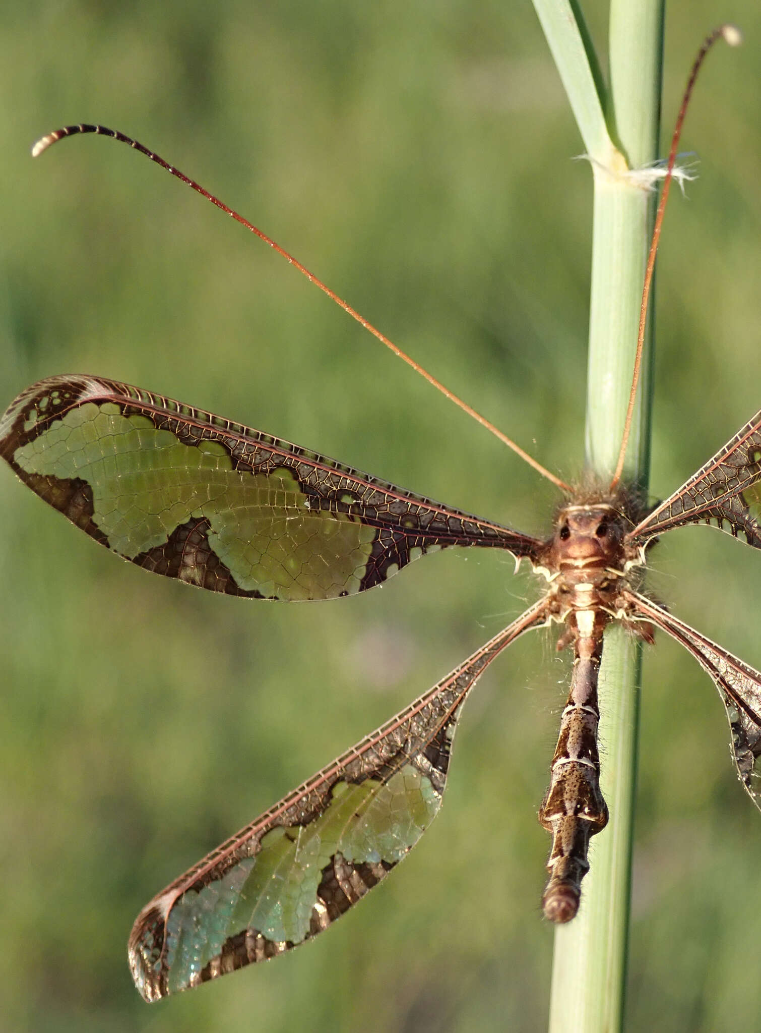 Image of Blotched Long-horned Owlfly