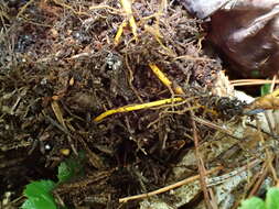 Image of Coptis trifolia subsp. trifolia