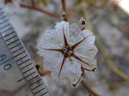 Afrolimon purpuratum (L.) I. A. Lincz. resmi