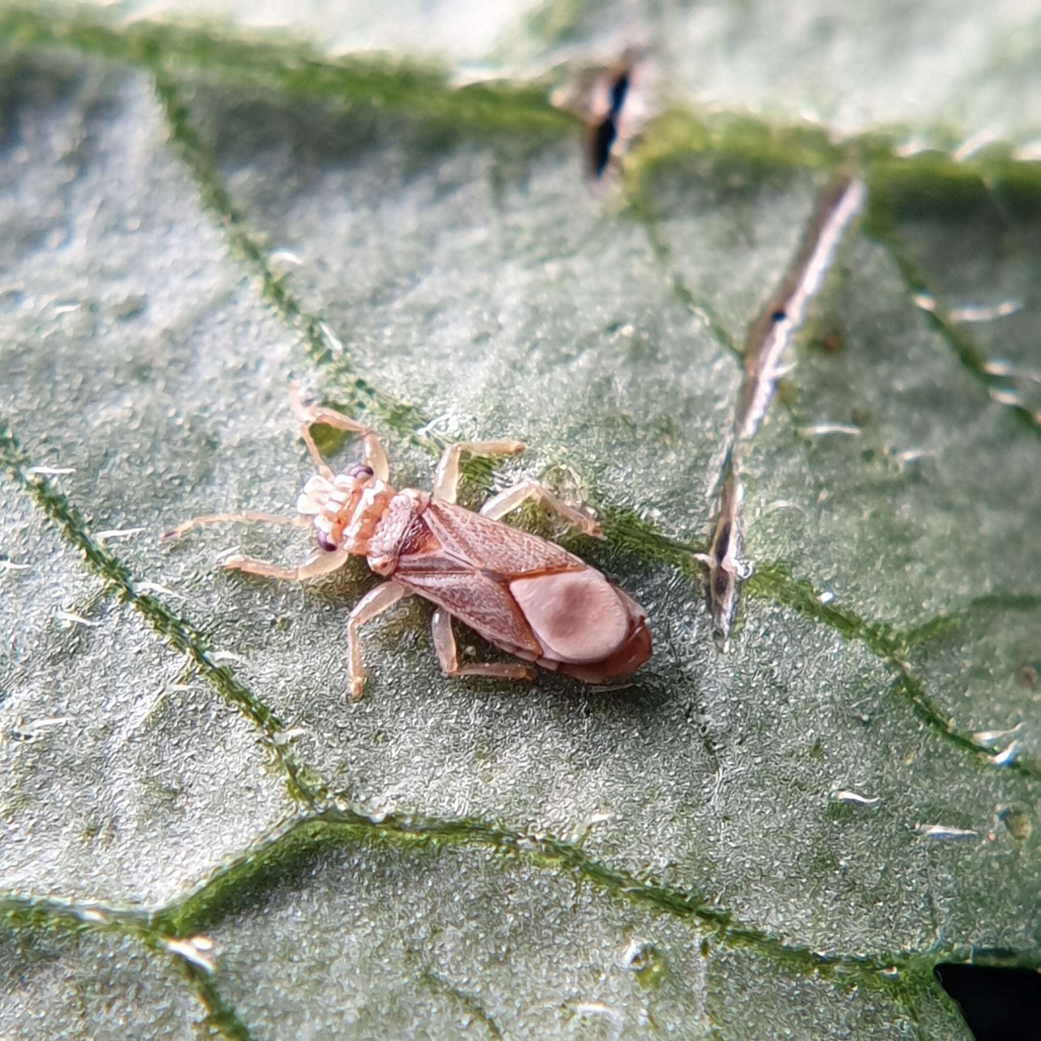 Thaumastocoris peregrinus D. L. Carpintero & Dellapé 2006的圖片