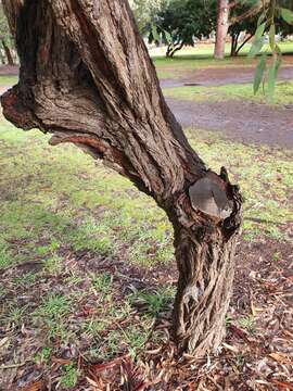 Image de Eucalyptus sideroxylon subsp. sideroxylon