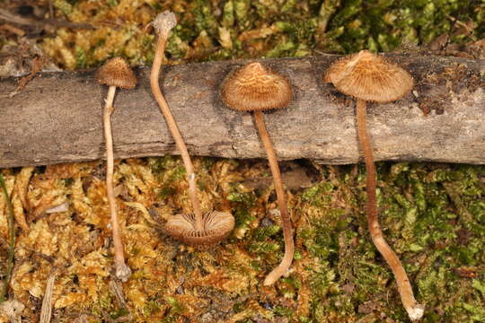 Image of Inocybe subfulva Peck 1888