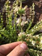 Image of Susanville beardtongue