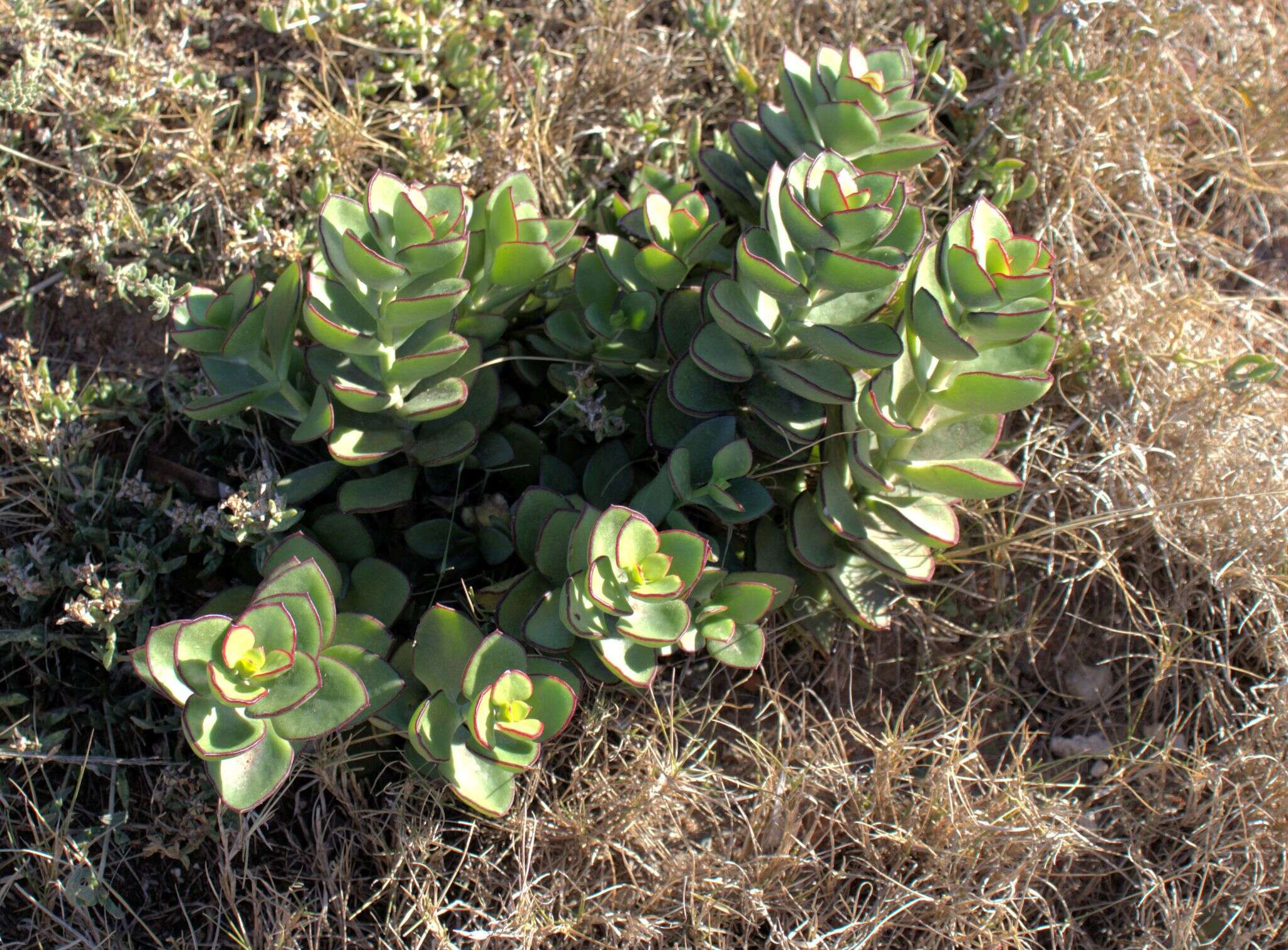 Image of Crassula lactea