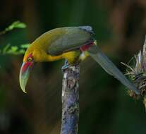 Image of Saffron Toucanet